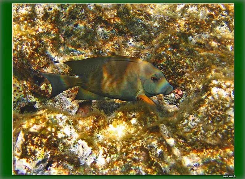 Рыба хамелеон красное море. Подводный мир рыба хамелеон. Экзотическая окраска рыб. Рыба хамелеон