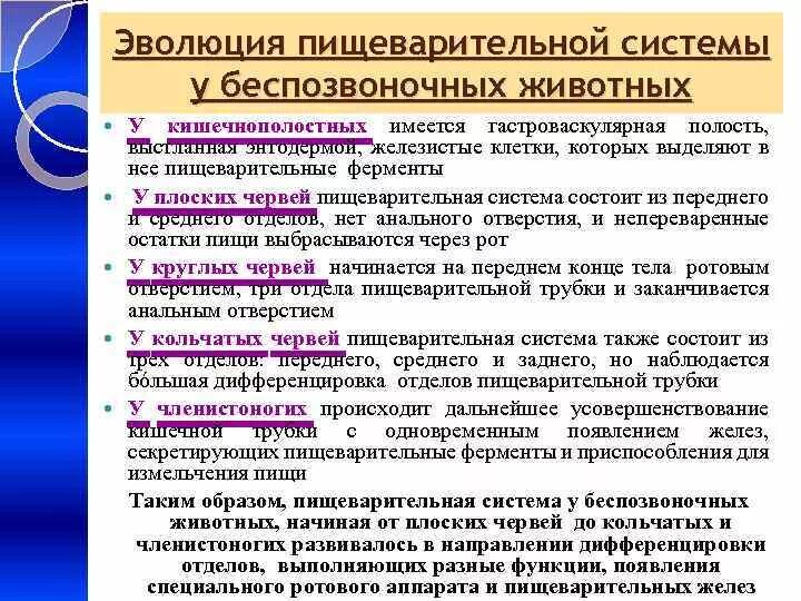 Направления эволюции пищеварительной. Эволюция пищеварительной системы животных. Развитие пищеварительной системы у беспозвоночных животных. Эволюция пищеварительной системы животных таблица. Эволюционное развитие органов пищеварения таблица.