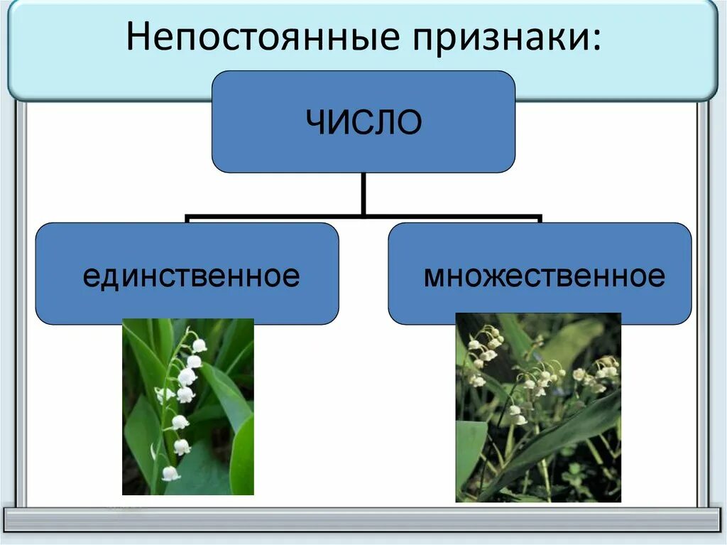 Что такое постоянные и непостоянные признаки. Число непостоянный признак имён существительных. Непостоянные признаки. Непостоянные признаки число. Непостоянные признаки имен существительных.