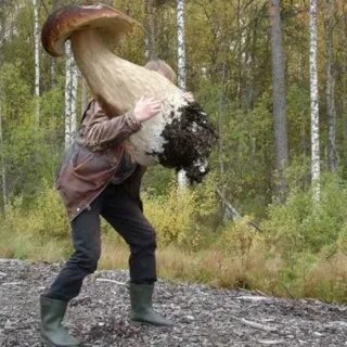Октябрь юмор