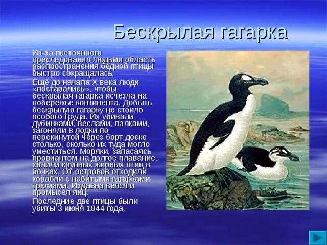 Адмирал в какой природной зоне обитает. Бескрылая Гагарка красная книга. Обыкновенная Гагарка. Гагарка птица сообщение. Бескрылая Гагарка птенец.