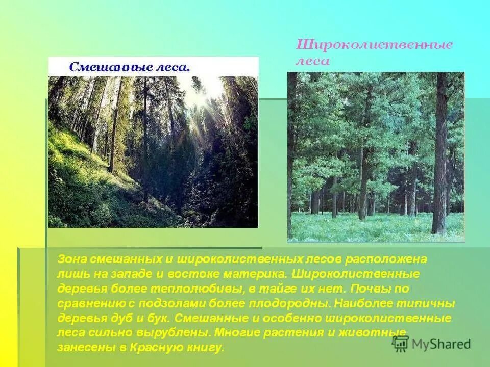 Урок 8 класс смешанные и широколиственные леса. Смешанные леса и широколиственные леса россии. природные зоны россии смешанные и широколиственные леса. смешанные и широколиственные леса евразии. зона лесов смешанные широколиственные.