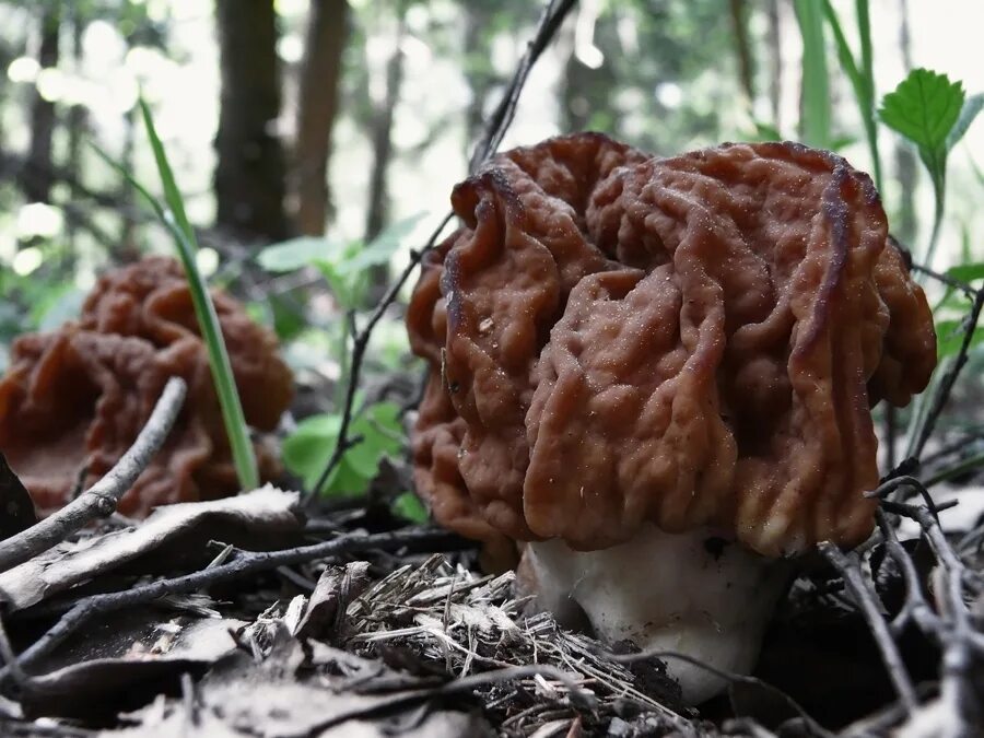 Можно ли есть сморчки