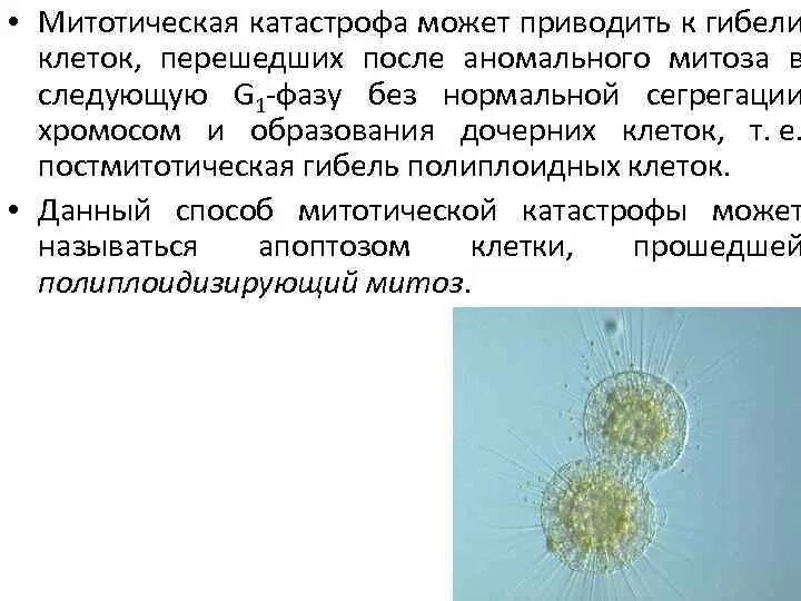 Митотическая активность клеток. Митотическая гибель клетки. Митотический аппарат клетки. Митотическая катастрофа. Кариокинез гибель клетки.