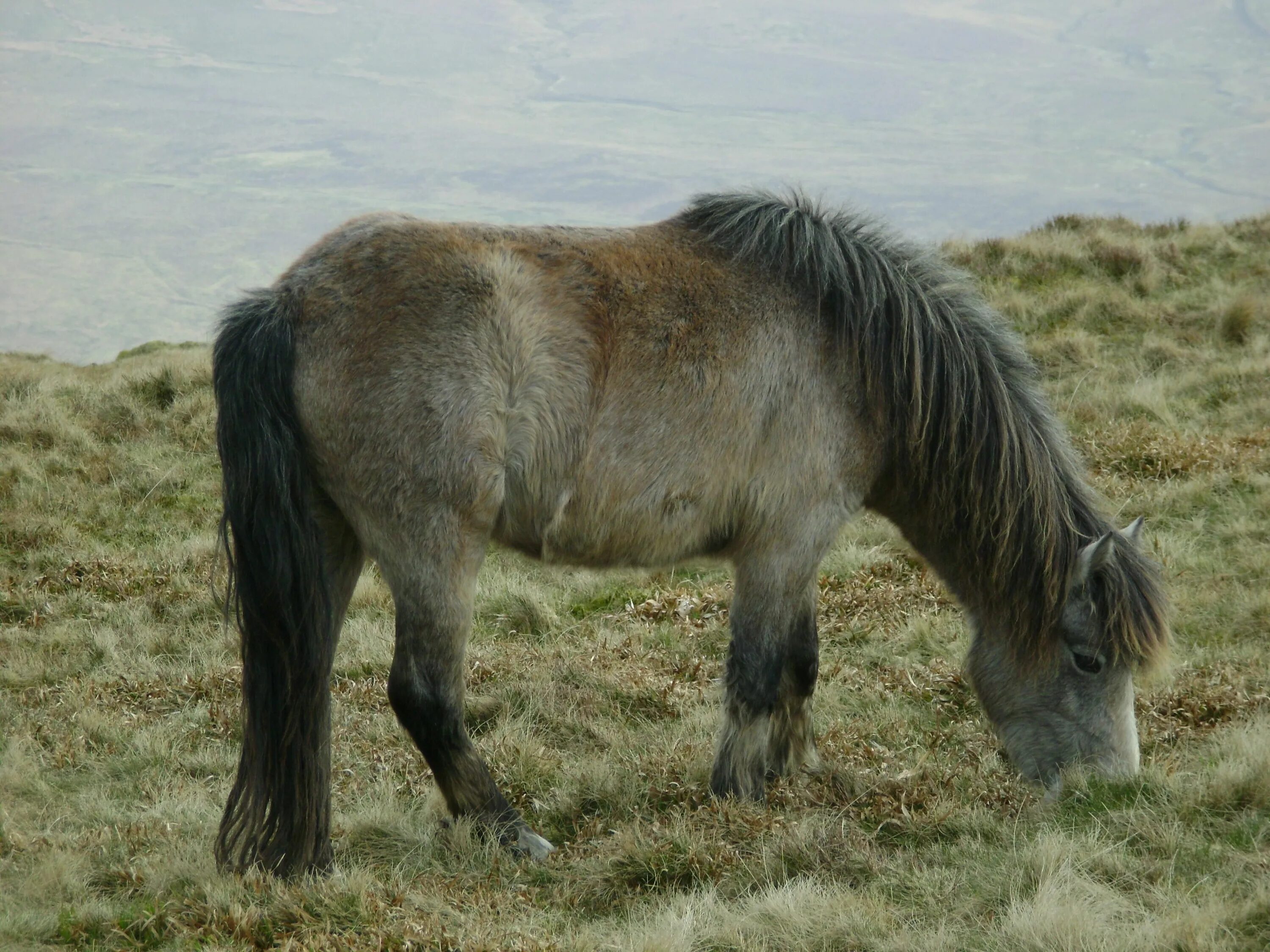 Samba pony wales bonner. Уэльский горный пони. Уэльский КОБ порода лошадей. Уэльский горный пони о породе. Пони породы Уэльский.