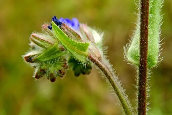 Опушение стебля. Опушение стебля. Какова роль опушения листьев. Пеларгония прилистники. Кактус опунция суккулент.