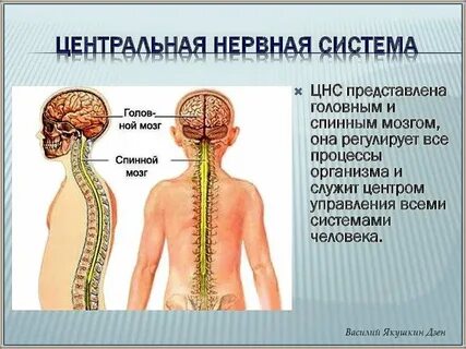 Трех нервная