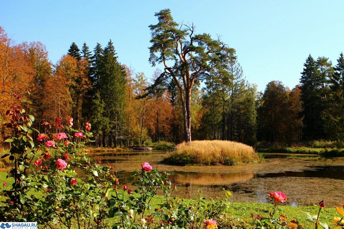 Усадьба знаменское-раёк в тверской области. Весьегонский плес. Поле заросло березами. Лес весной. Лиственные деревья.