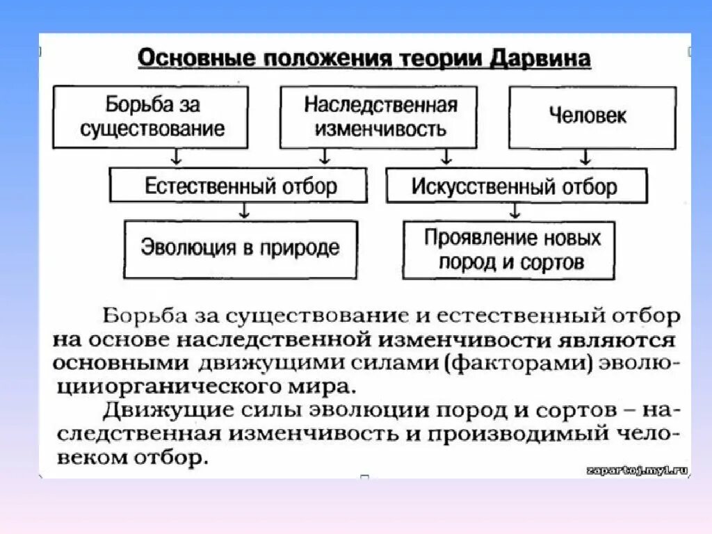 Утверждения теории дарвина. Эволюционная теория Дарвина схема. Положение теории Чарльза Дарвина. Основные положения Чарльза Дарвина. Основные положения эволюционной теории Чарльза Дарвина таблица.