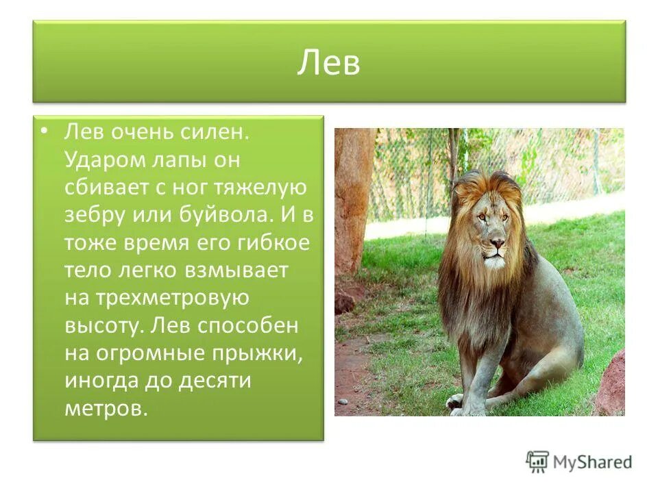 размер льва по сравнению с человеком. сколько весит лев. сколько весит лев. сколько лев в высоту. вес львицы.