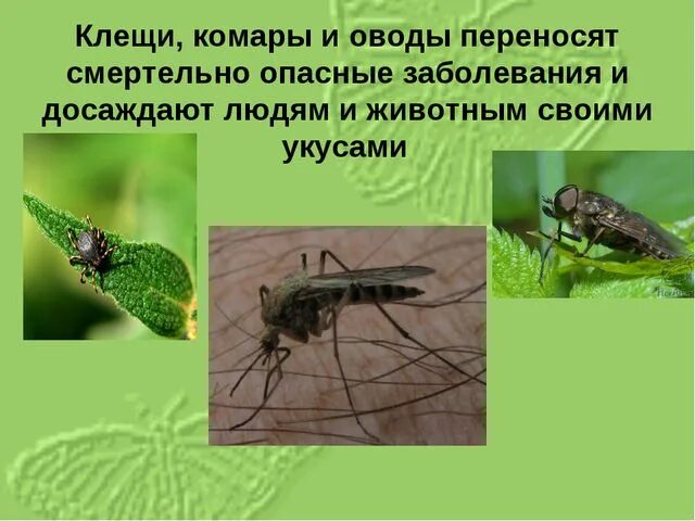 Встреча с дикими животными опасными насекомыми. Опасные насекомые в лесу. Комары и клещи. Лесные опасности насекомые. Насекомые комары и клещи.