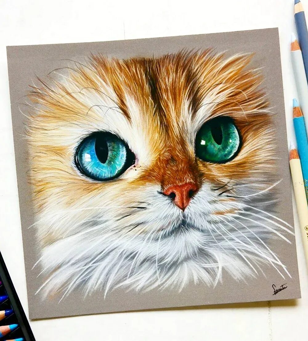 Коты маркерами