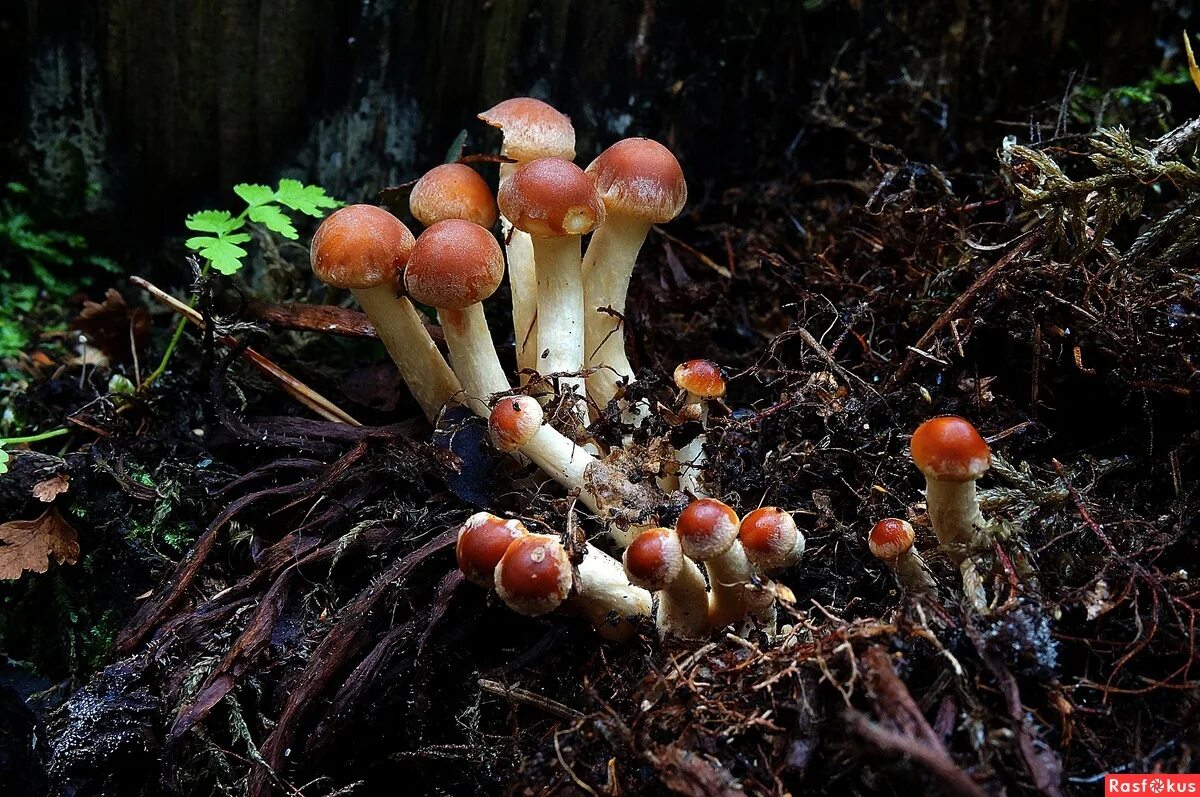 ложноопенок кирпично-красный. опенок кирпично-красный hypholoma lateritium. ложный опенок серопластинчатый. опенок кирпично-красный hypholoma. красные опята съедобные.