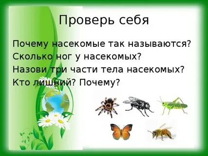 Зачем насекомым