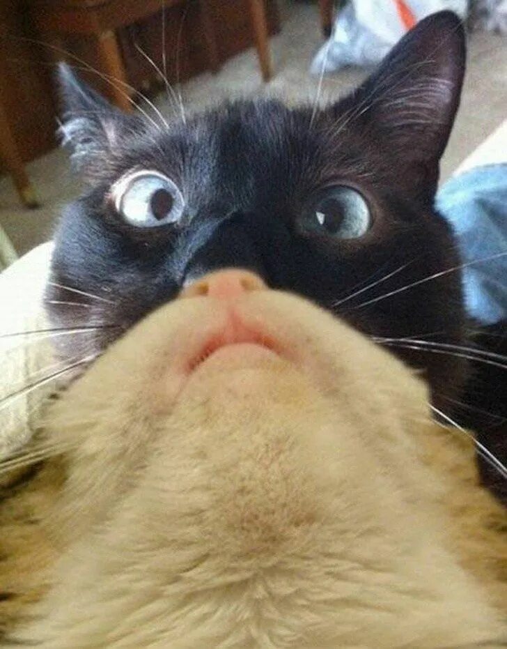 Демотиваторы про настроение. Кот ржака. Funniest cat that. Shocked cat. Funniest cat that.