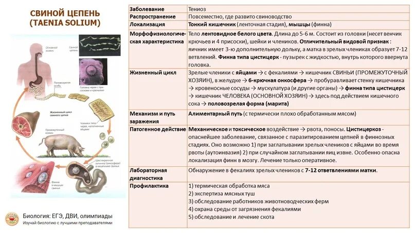 Свиной цепень локализация. Свиной цепень жизненный цикл промежуточный хозяин. Жизненный цикл цистицерка. Клинические проявления свиного цепня. Жизненный цикл свиного цепня схема.