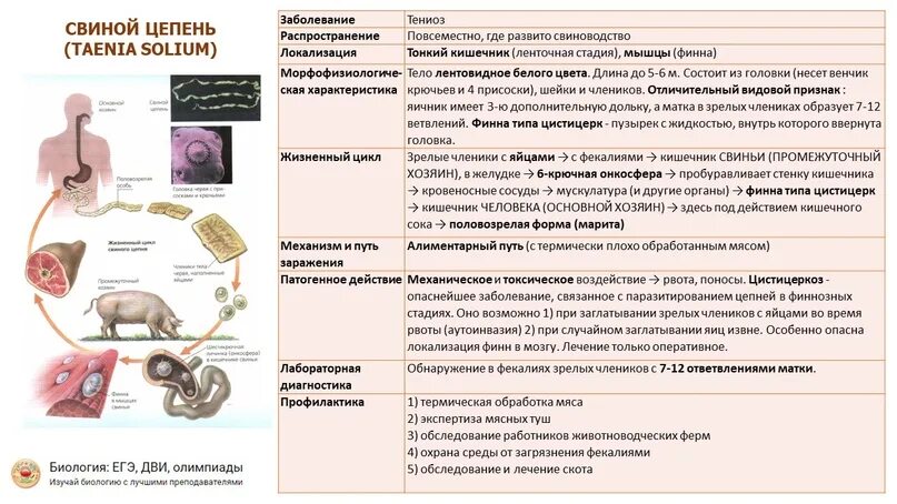 Цепни на латыни. Клинические проявления свиного цепня. Диагностическая стадия свиного цепня. Профилактика заболеваний свиного цепня.