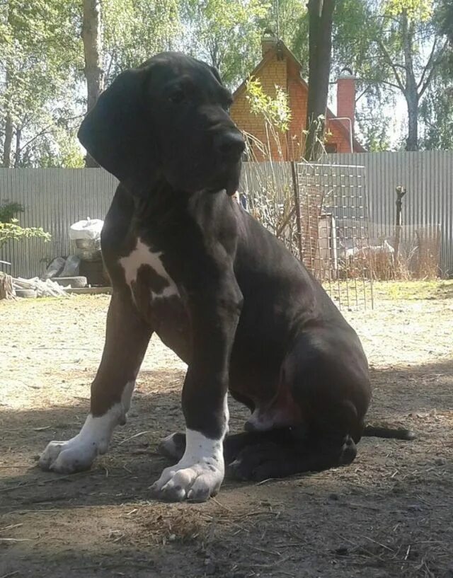 5 дога. Немецкий дог щенок 7 месяцев. Щенок дога 2 месяца. Немецкий дог черный. Бордосский дог ринг юниоров.