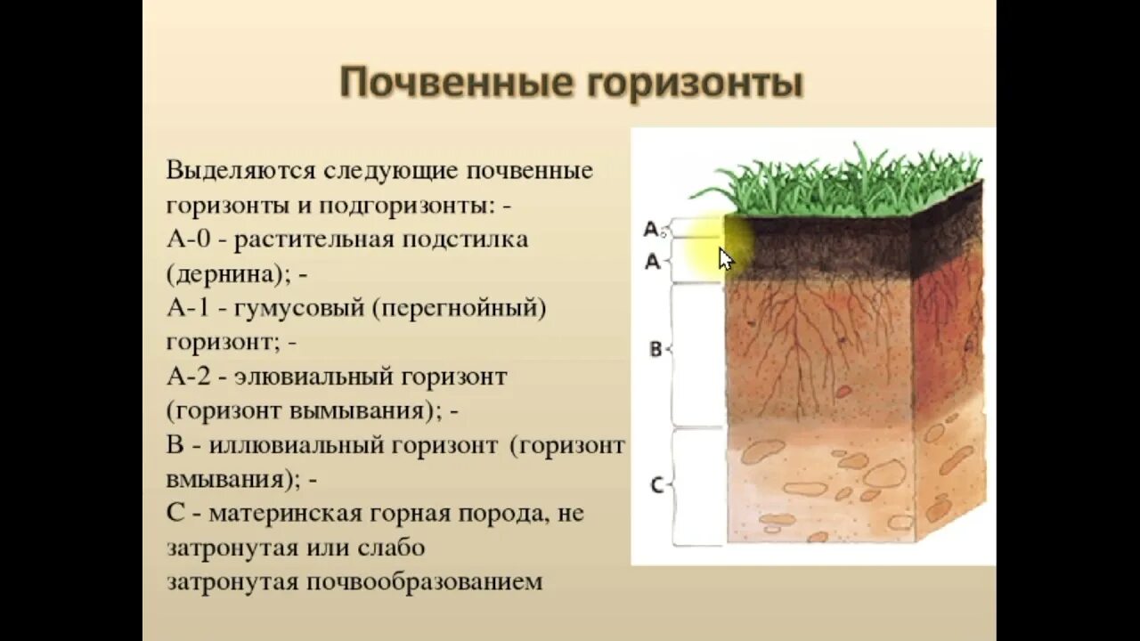 Материнская порода гумусовый вымывания вмывания. Почвенный профиль гумусовый Горизонт. Почвенный Горизонт а-0 подстилка. Почвенный Горизонт а1. Строение почвы почвенные горизонты.