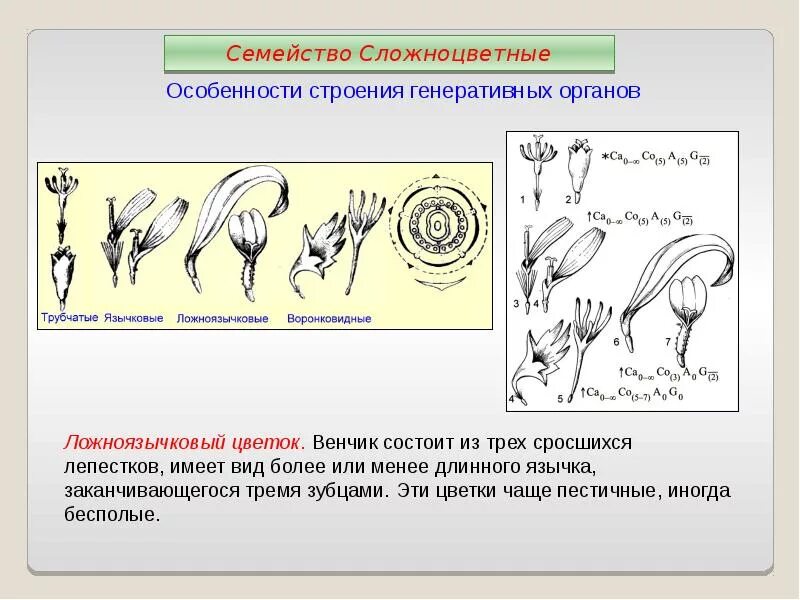 Строение астровых. Особенности строения цветка сложноцветных. строение цветка сложноцветных диаграммы. семейство сложноцветные строение цветка. семейство астровые строение цветка.