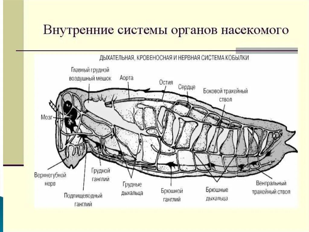 В чем особенность трахейного дыхания. Дыхательная система система насекомых. Дыхательная система насекомых схема. Органы дыхания насекомых. Строение дыхательной системы насекомых.