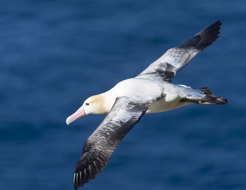 пелагорнис чиленсис. белоспинный альбатрос сахалин. сероголовый альбатрос. крупная морская птица персонаж знакового. сероголовый альбатрос.