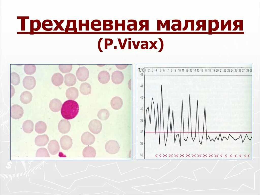 Течение тропической малярии. Трехдневная и четырехдневная малярия. Возбудитель трехдневной малярии. Возбудитель четырехдневной малярии.