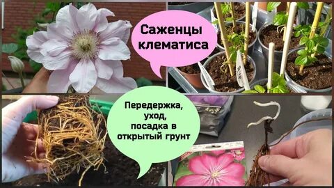 Посадка клематисах уход и выращивание