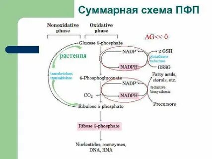 Схема биохимия