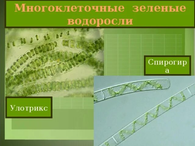 Улотрикс и спирогира. Зеленые водоросли спирогира. Многоклеточные зеленые водоросли улотрикс. Спирогира многоклеточная.