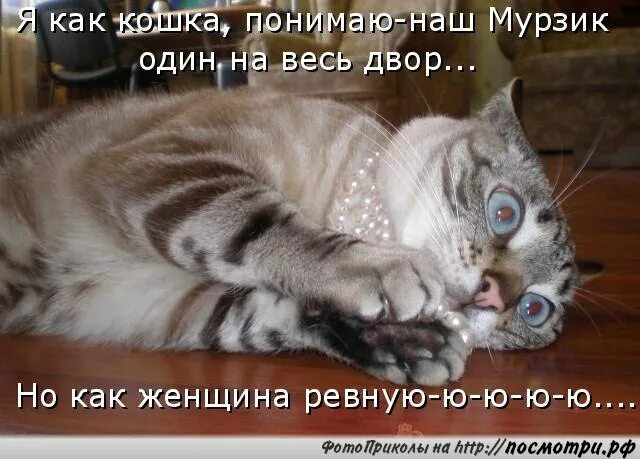 Я тебя ревную котик. Кот ревнует. Ревнивый кот. Животные с юмором. Я тебя ревную котик.