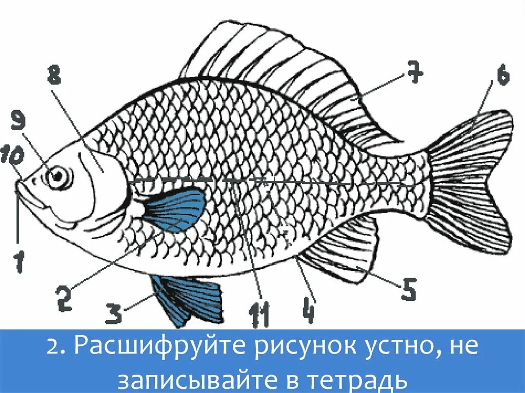 Строение рыбы тест. Строение рыбы. Строение рыбы рисунок. Схема внешнего строения рыбы. Наружное строение рыбы.