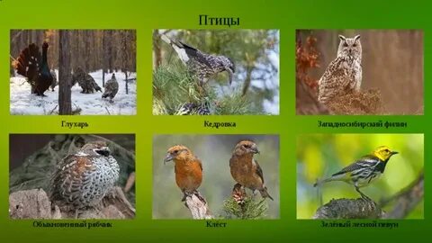 Какие птицы водятся в таежных лесах