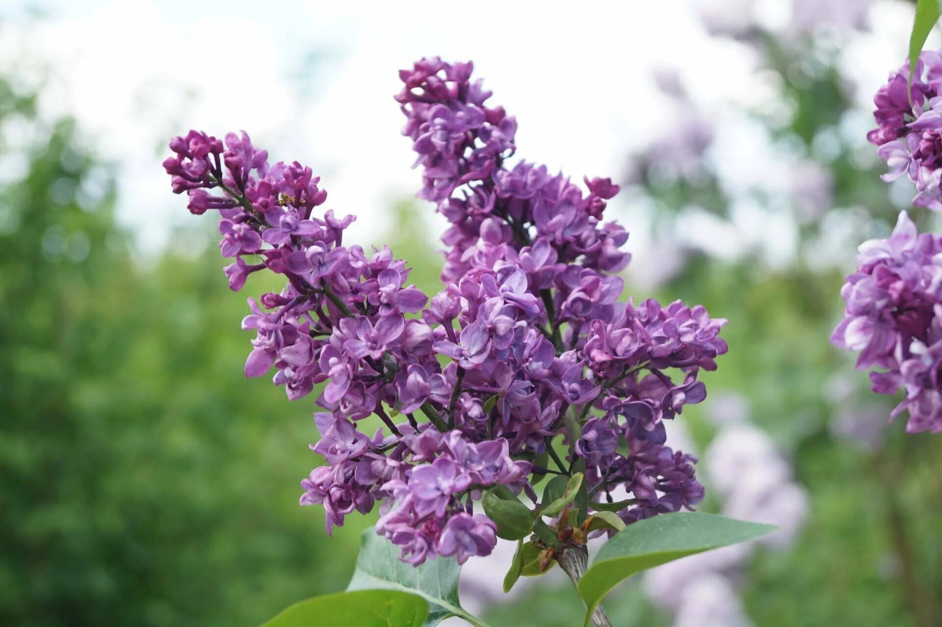 Травянистая сирень. Syringa yunnanensis - сирень юньнаньская. сирень обыкновенная принц волконский. сирень принцесса стурдза. сирень обыкновенная syringa vulgaris аделина.