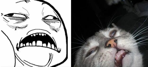 Rage cat. Сердитый кот. Rage faces based cat. Знаменитые мемы коты. Угарный кот.