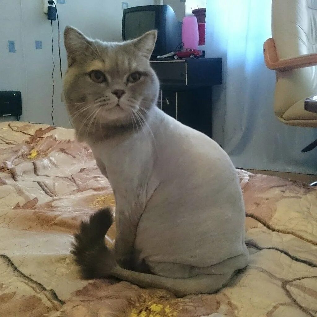 Стрижка кошек на дому