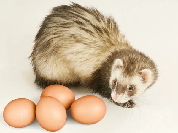 They like likes eggs. Ferret Plays. Weasel vs Rabbit. They like Eggs.