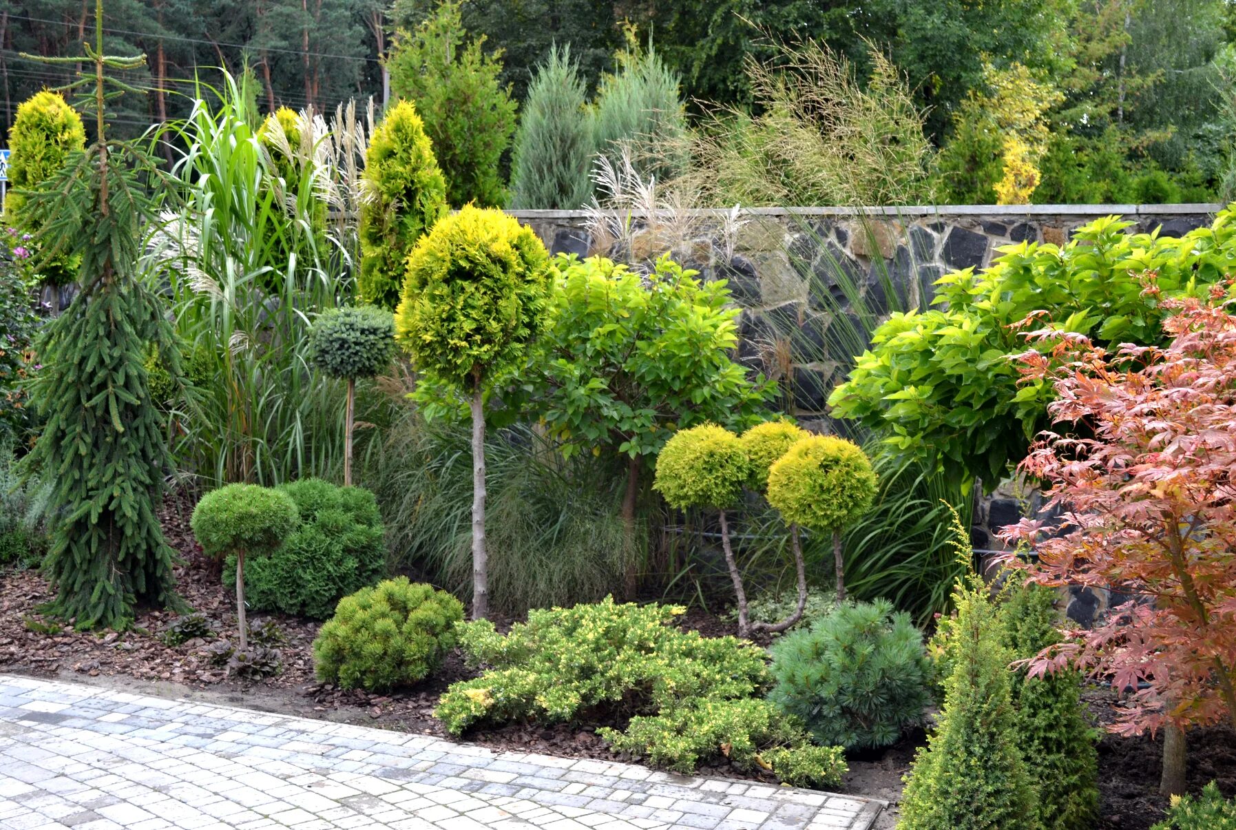 Кипарисовик лавсона ивонн. Кипарисовики в ландшафтном дизайне. Туя санкист. Кипарис семпервиренс стрикта. Cupressus sempervirens.