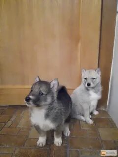 Собака лайка красноярск