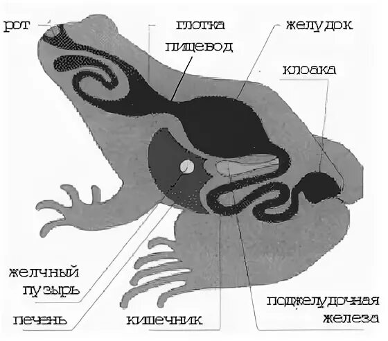 Расположи органы пищеварительной системы земноводного. Пищеварительная система Жабы. Пищеварительная система амфибий. Строение пищеварительной системы лягушки. Пищеварительная система лягушки 7 класс.