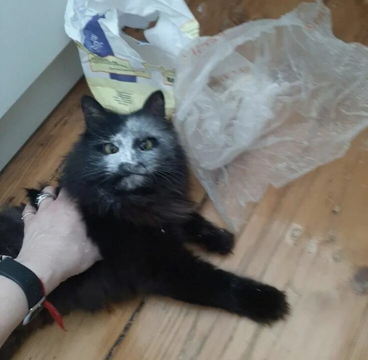 Мем черный кот в сметане Pin em Arrombadinhos fofos Memes de gatos, Imagens aleatórias, Memes engraçados