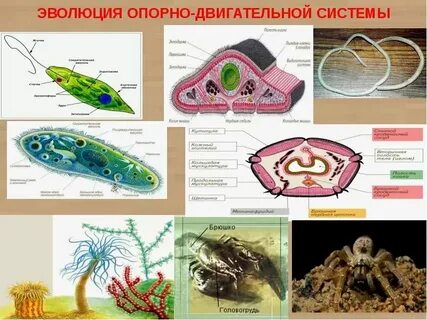 Развитие опорных городов