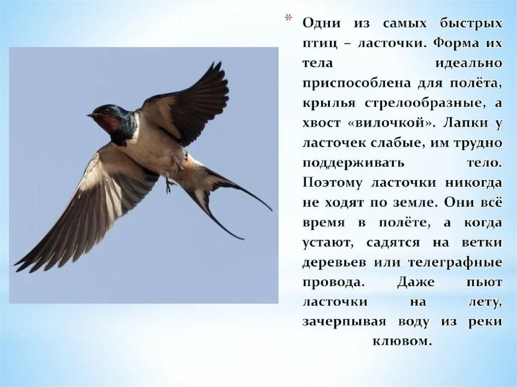 Текст про ласточку. Перелетные птицы Ласточка рассказ. Ласточка птица описание. Ласточка Перелетная ли птица. Ласточка Перелетная птица описание.