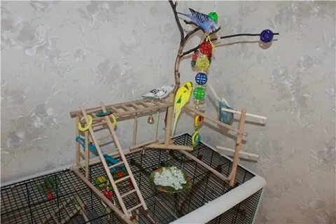 Какие ветки можно попугаю в клетку