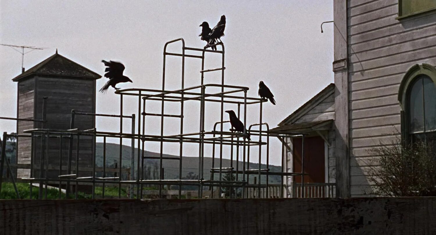 Иван охлобыстин птица. Птица кинотеатр. Птица кинотеатр. Птицы убийцы хичкок. Птица кинотеатр.