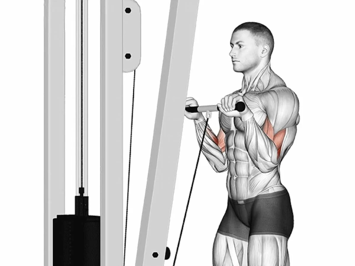 Проверить curl. Cable Hammer Curls. Cable Rope Hammer Curl. Cable straight Bar Reverse Curls. Бицепс на Cable.