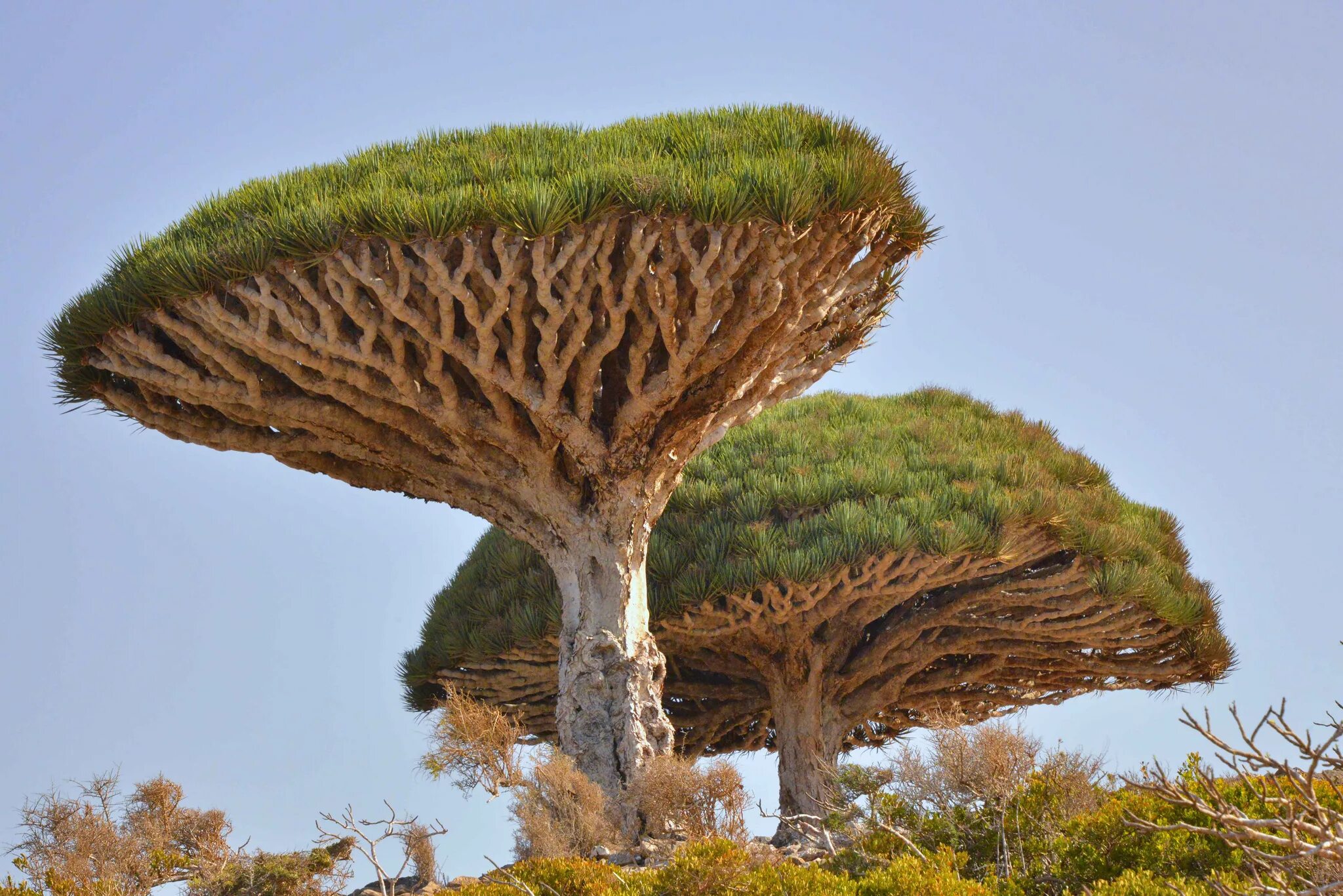 Удивительные растения земли. Драцена киноварно. Dracaena cinnabari. Баобабы на Сокотре.