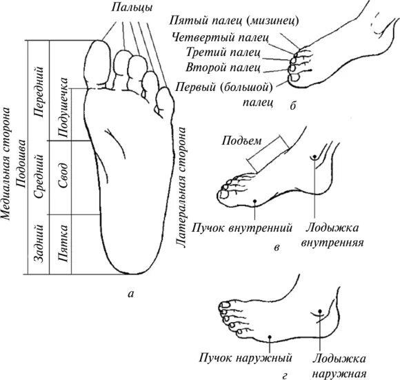 Где ступни ног