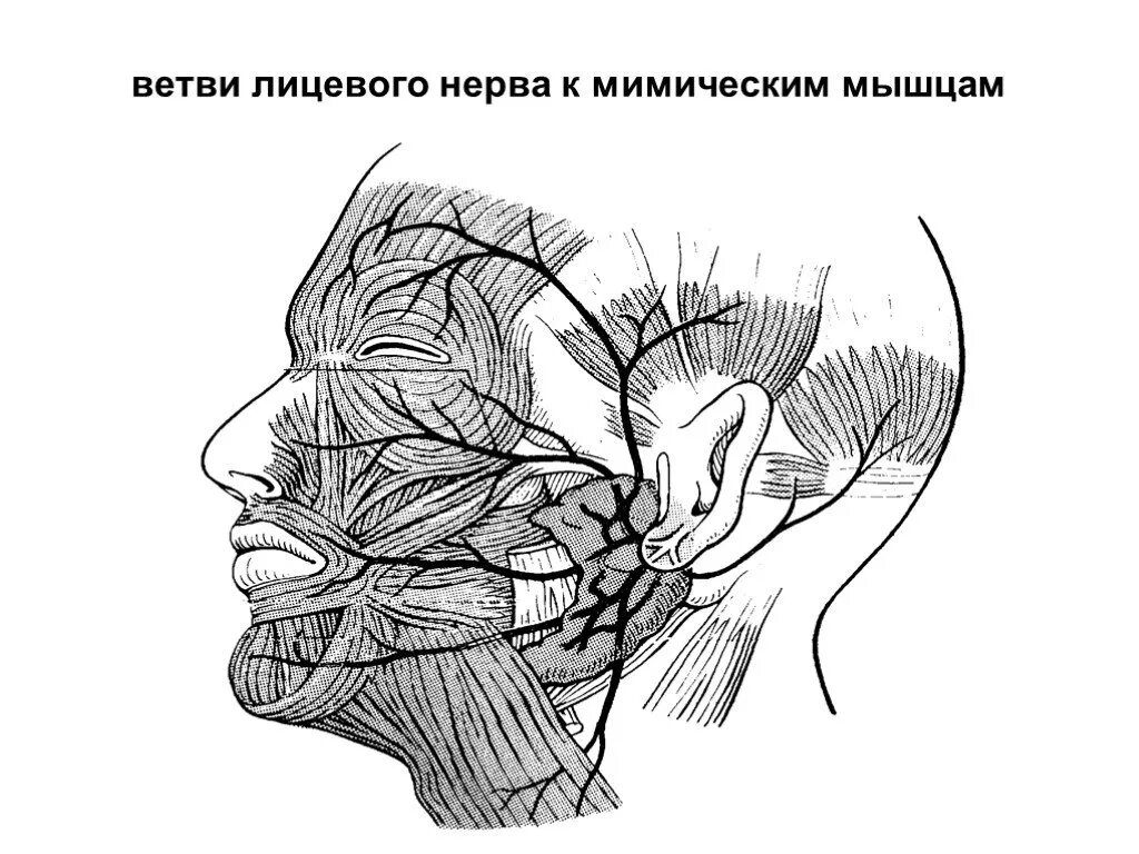 Перекрест лицевого нерва. Ветви лицевого нерва схема. Внеканальные ветви лицевого нерва. Ход лицевого нерва топографическая анатомия.