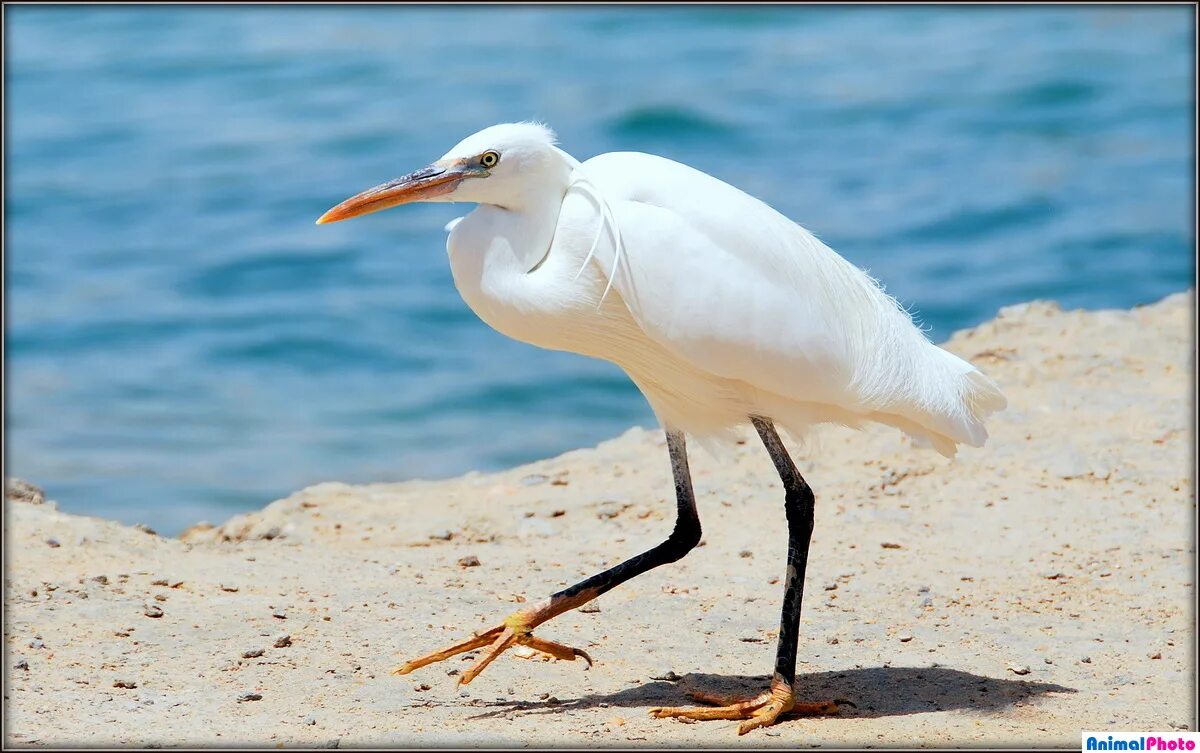 Ибис птица фото египет Free Images : beach, ibis, fauna, beak, shorebird, pelecaniformes, wildlife, wat